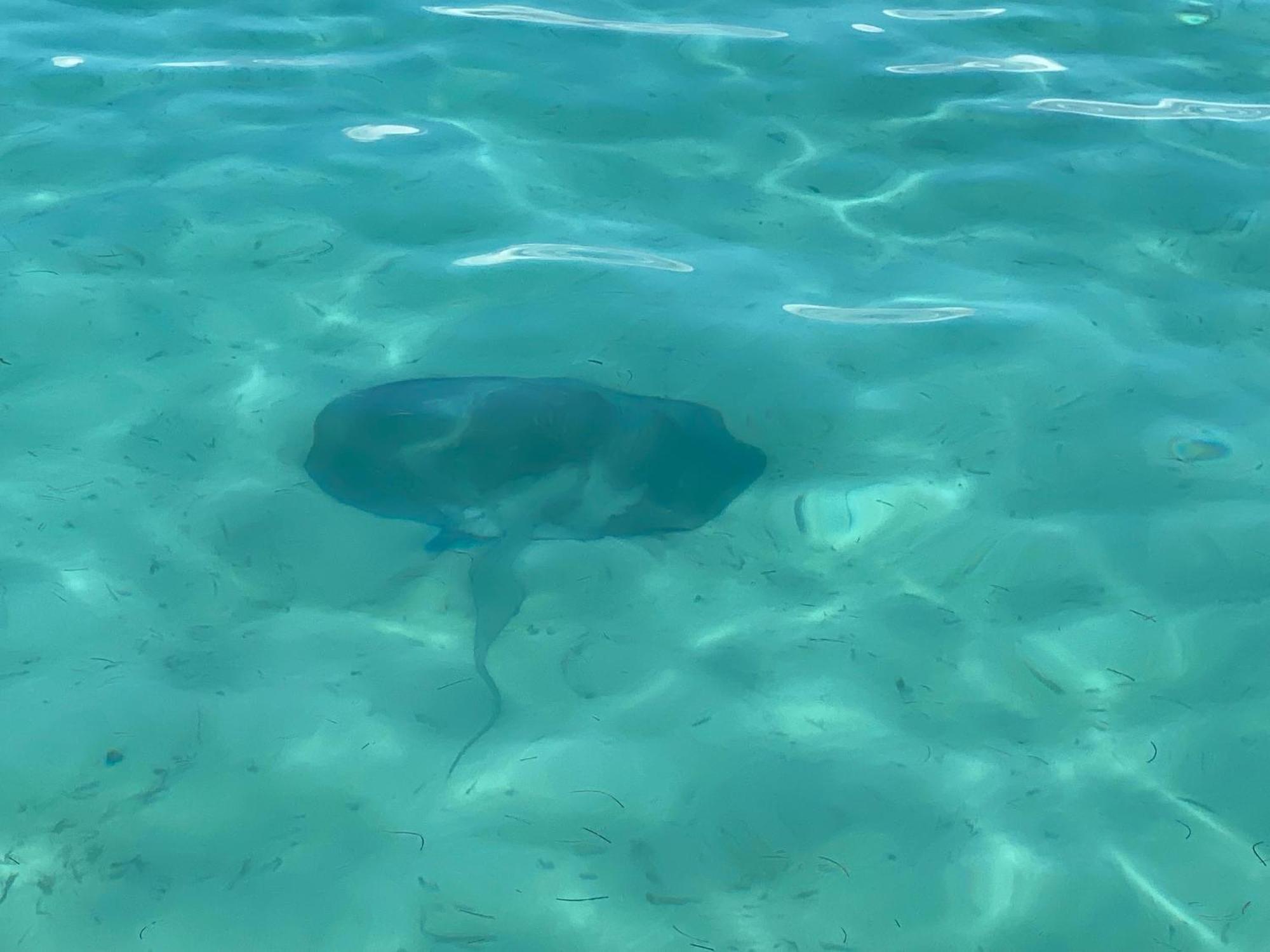 Dolphin Blue Paradise Bocas del Toro Exterior foto